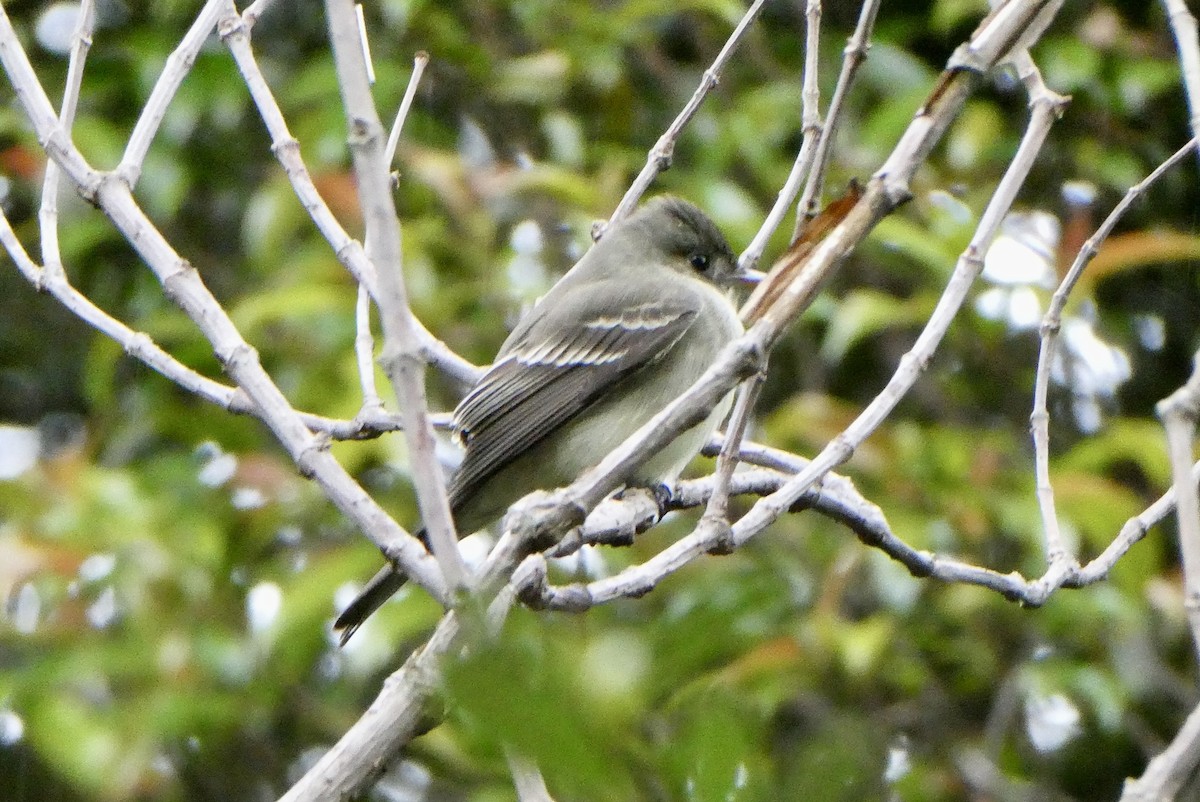 Eastern Wood-Pewee - ML655139744