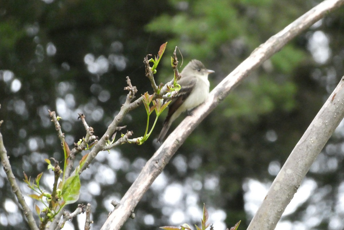 Eastern Wood-Pewee - ML655139745