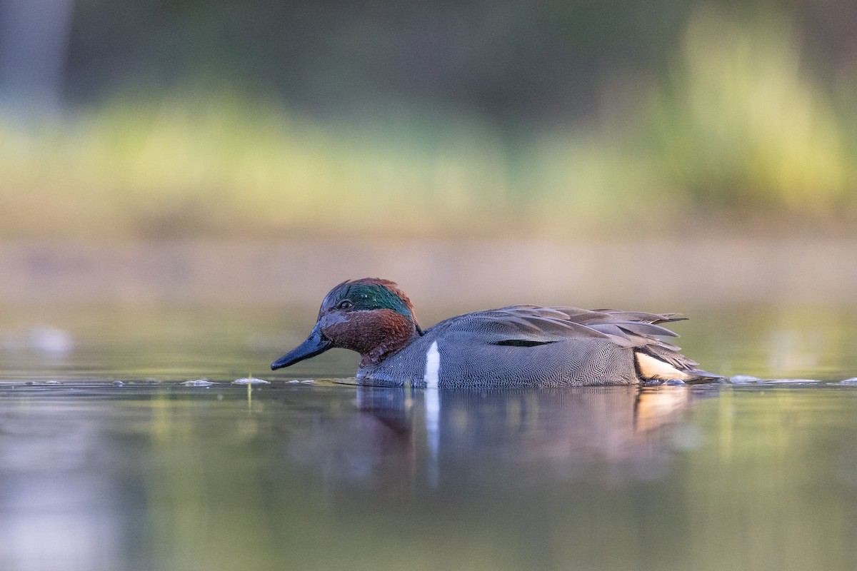 Zertzeta arrunta - ML655139747