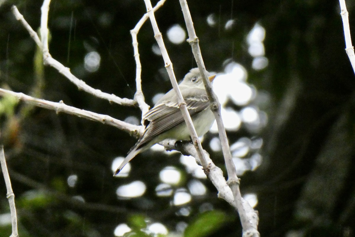Eastern Wood-Pewee - ML655140028