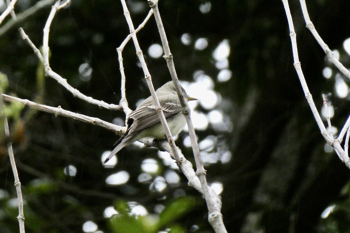 Eastern Wood-Pewee - ML655140029