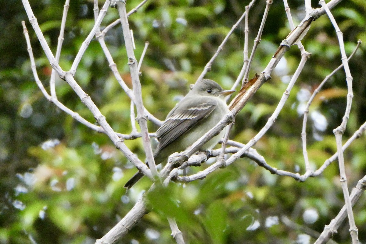Eastern Wood-Pewee - ML655140132