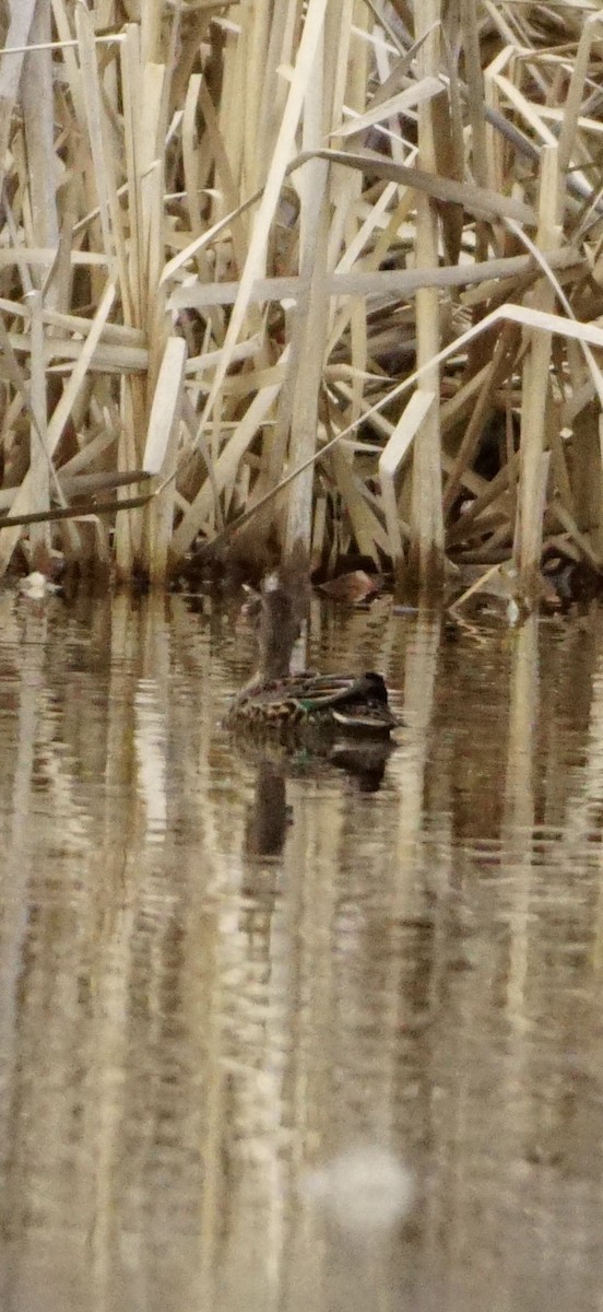 Zertzeta arrunta - ML655140692