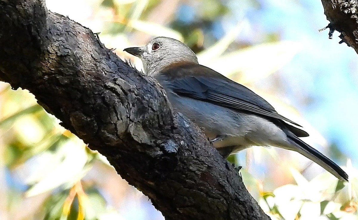 Gray Shrikethrush - ML655141300