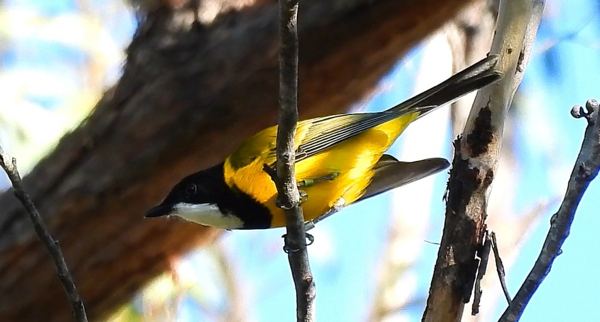 Golden Whistler - ML655141327
