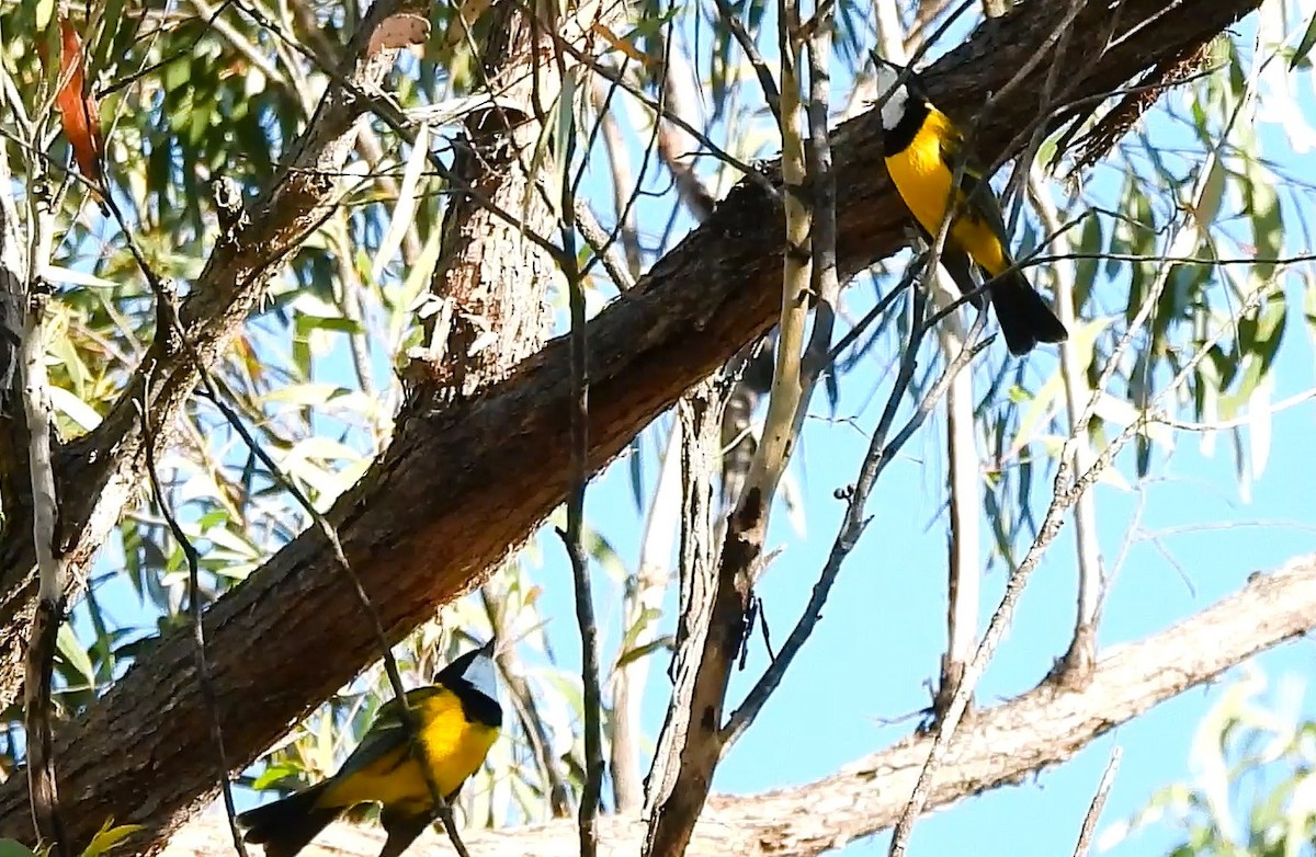 Golden Whistler - ML655141338