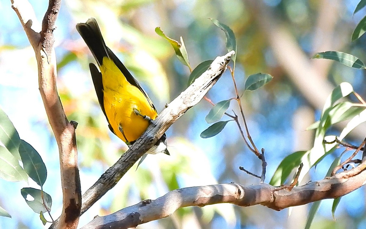 Golden Whistler - ML655141342