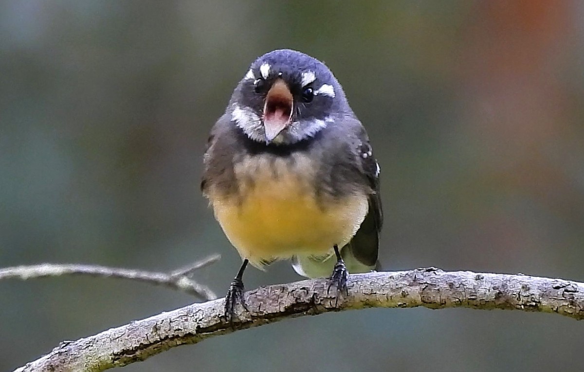 Gray Fantail - ML655141362