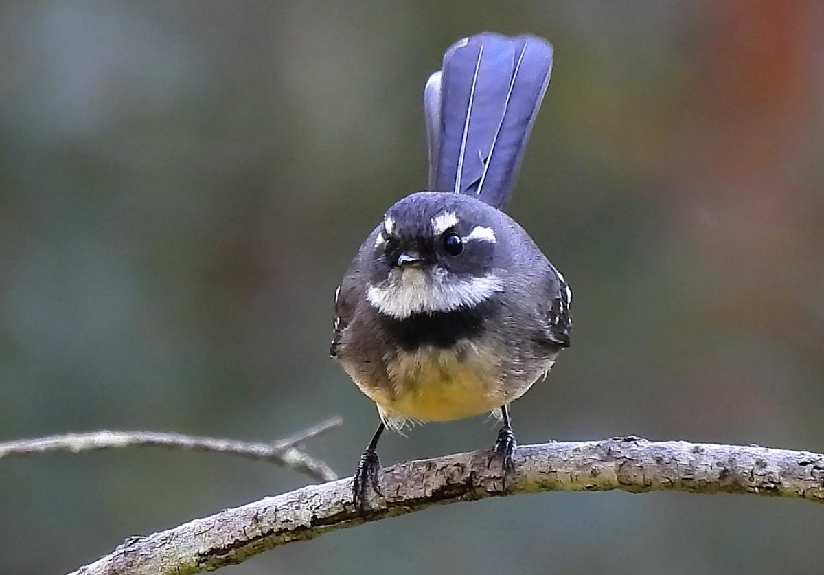 Gray Fantail - ML655141365