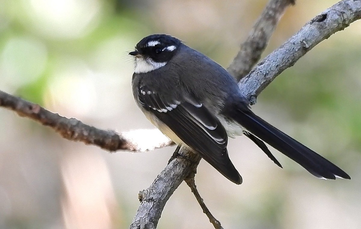 Gray Fantail - ML655141369