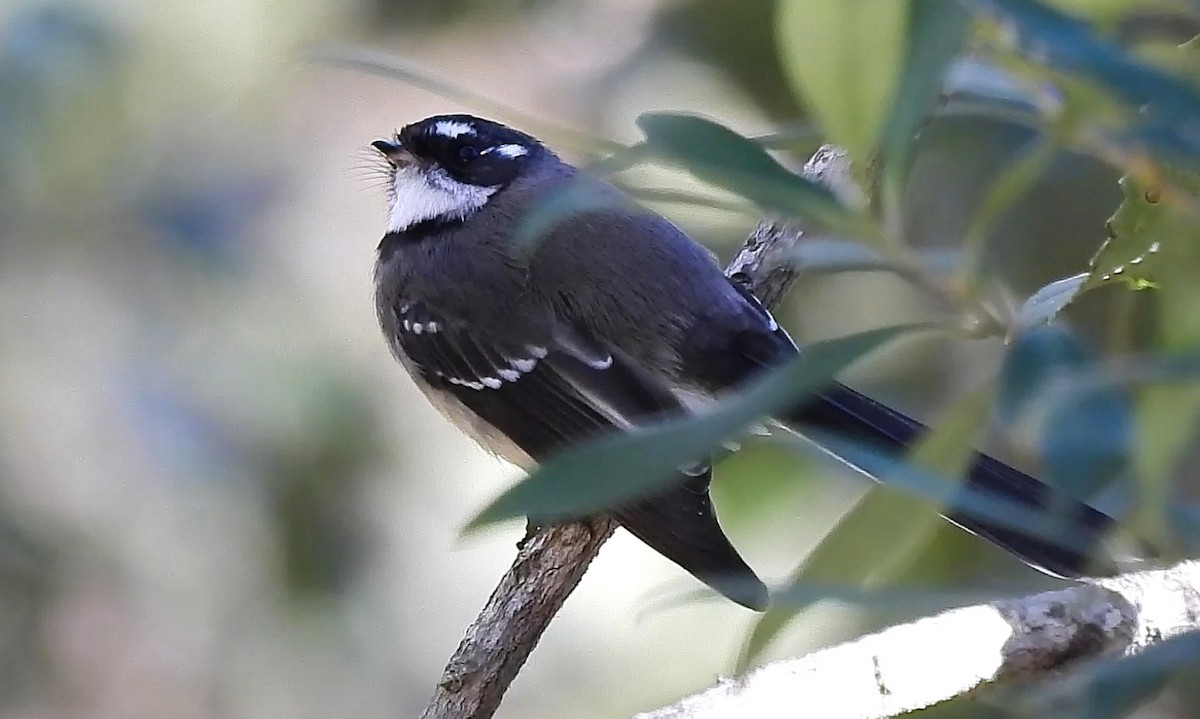 Gray Fantail - ML655141377