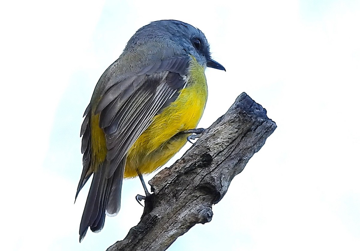 Eastern Yellow Robin - ML655141379