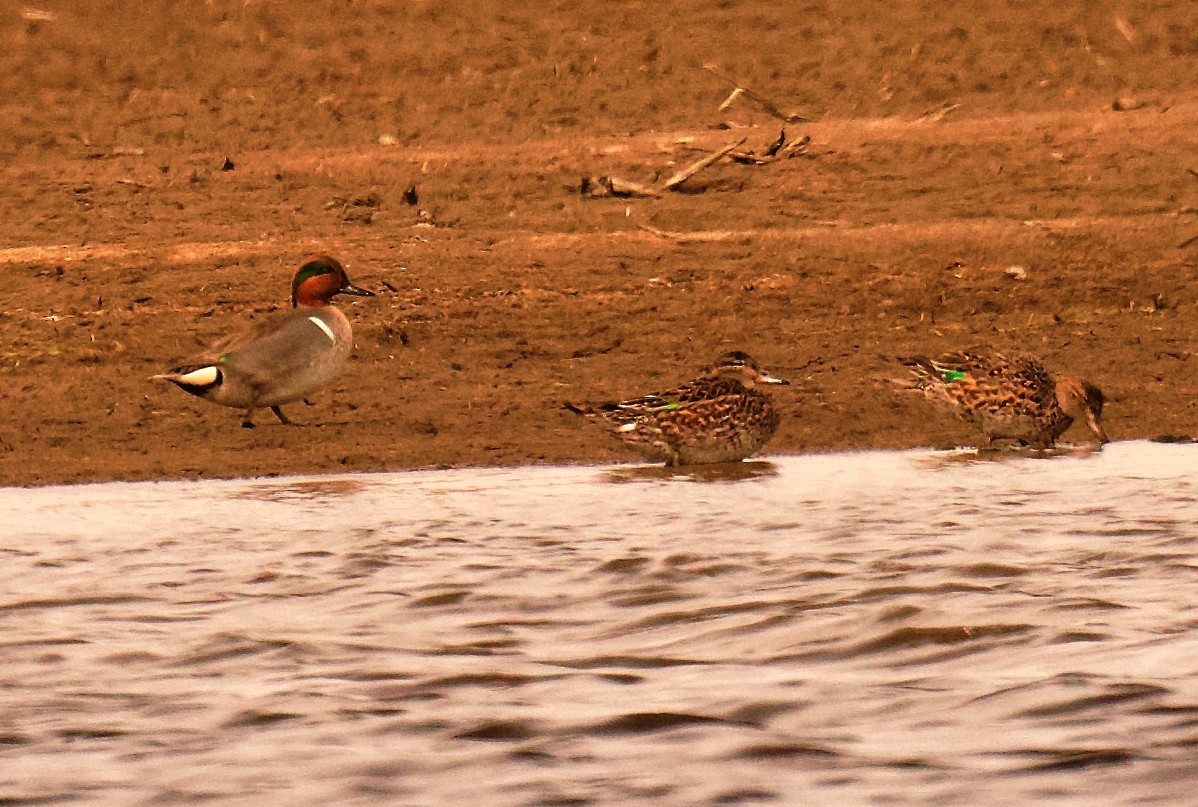 Zertzeta arrunta - ML655141407