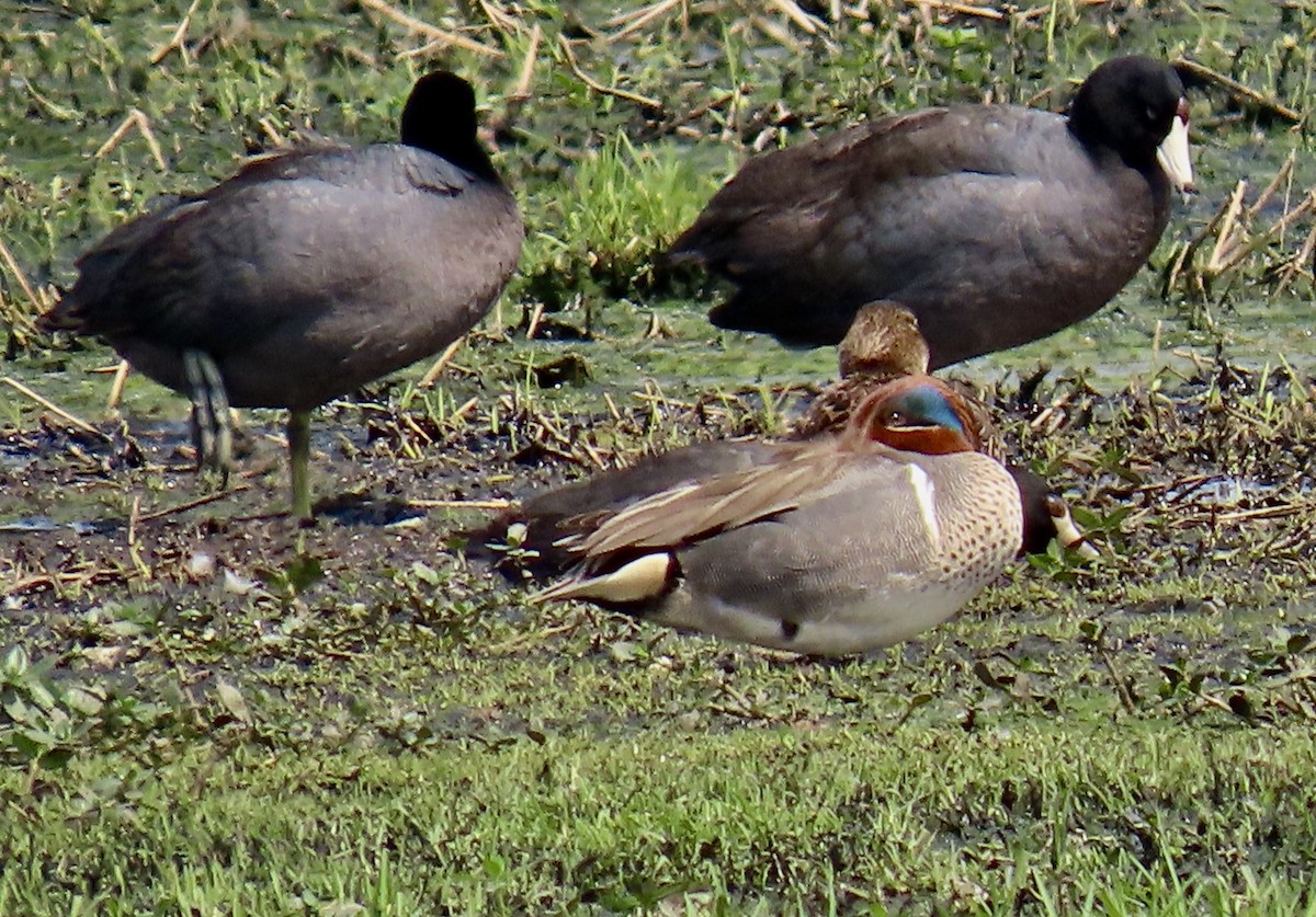 Zertzeta arrunta - ML655142432