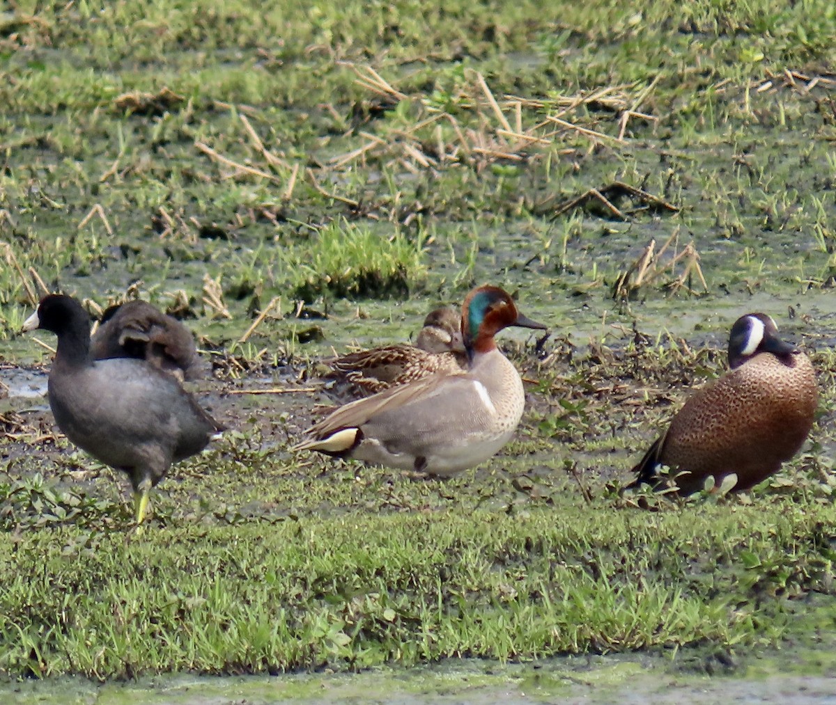 Zertzeta arrunta - ML655142433