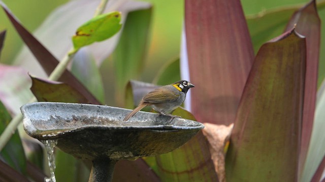White-eared Ground-Sparrow - ML655142583