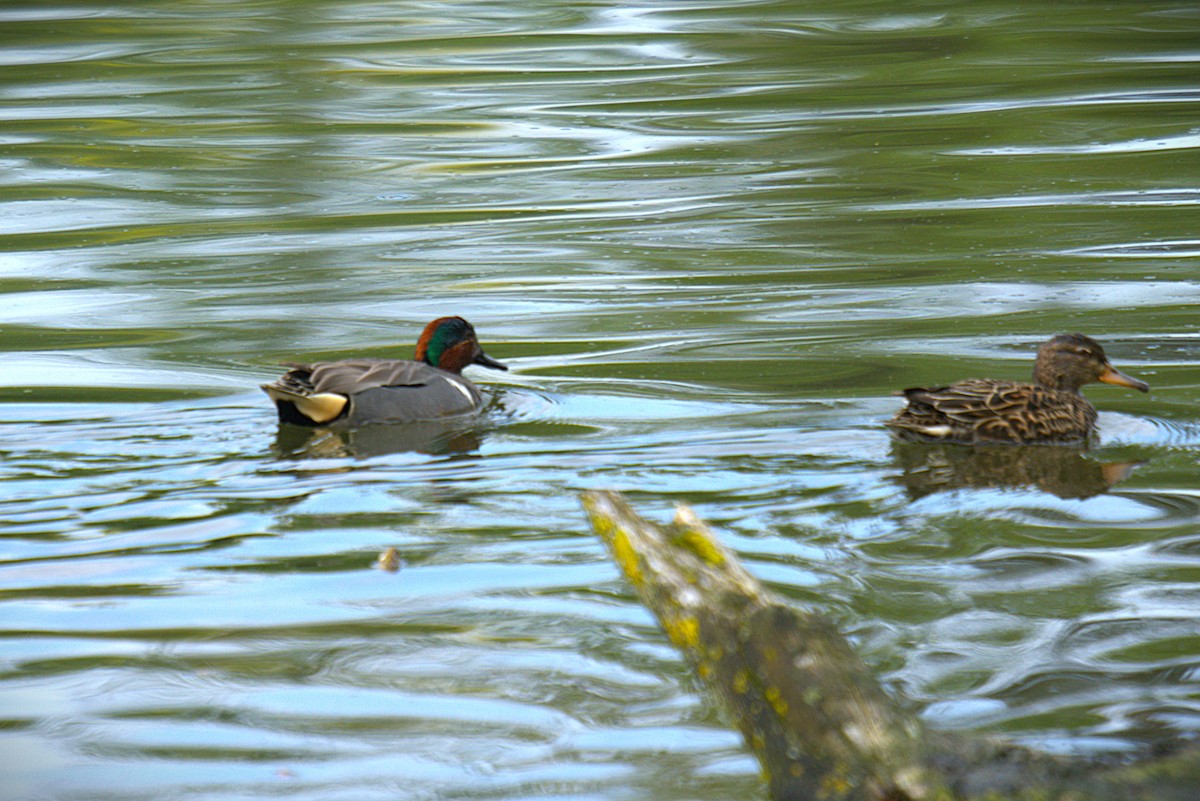 Zertzeta arrunta - ML655142928