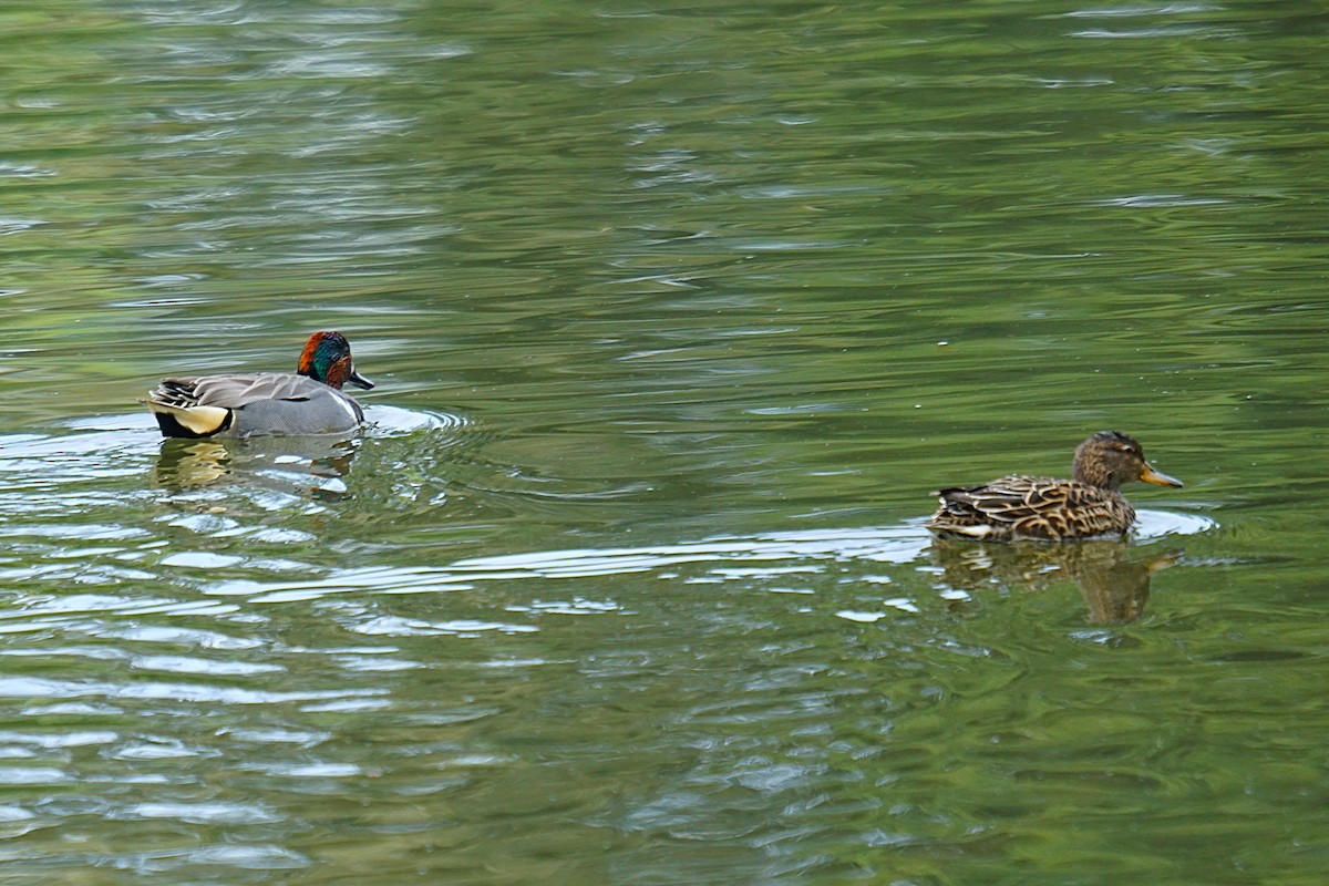 Zertzeta arrunta - ML655143035