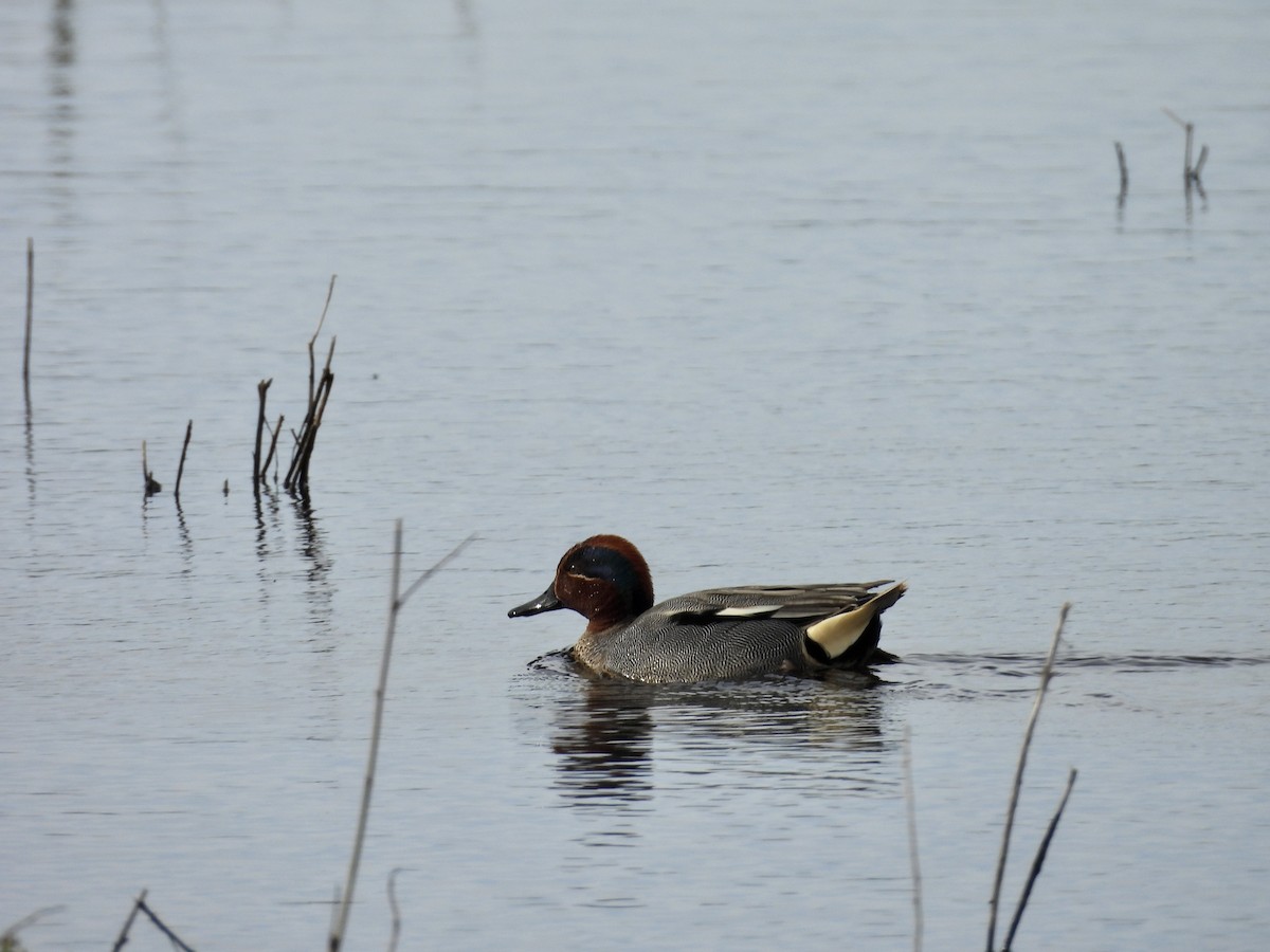 Zertzeta arrunta (eurasiarra) - ML655143266