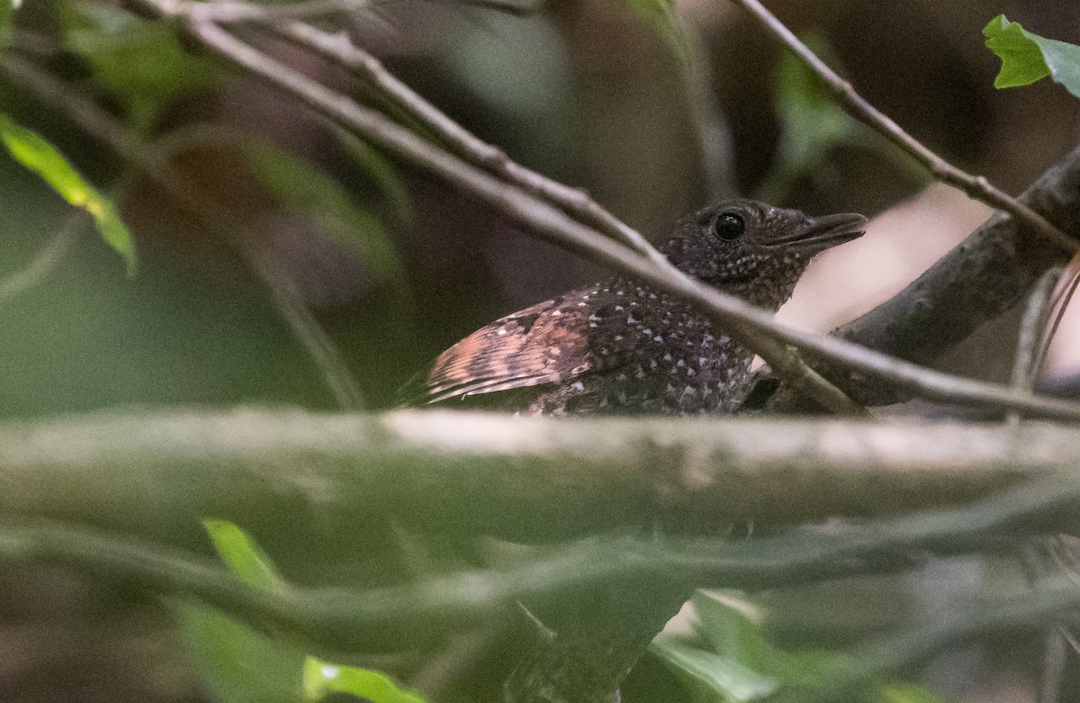Spotted Elachura - ML655143314