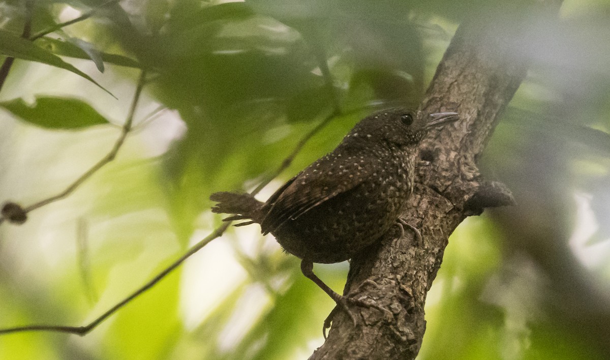 Spotted Elachura - ML655143315