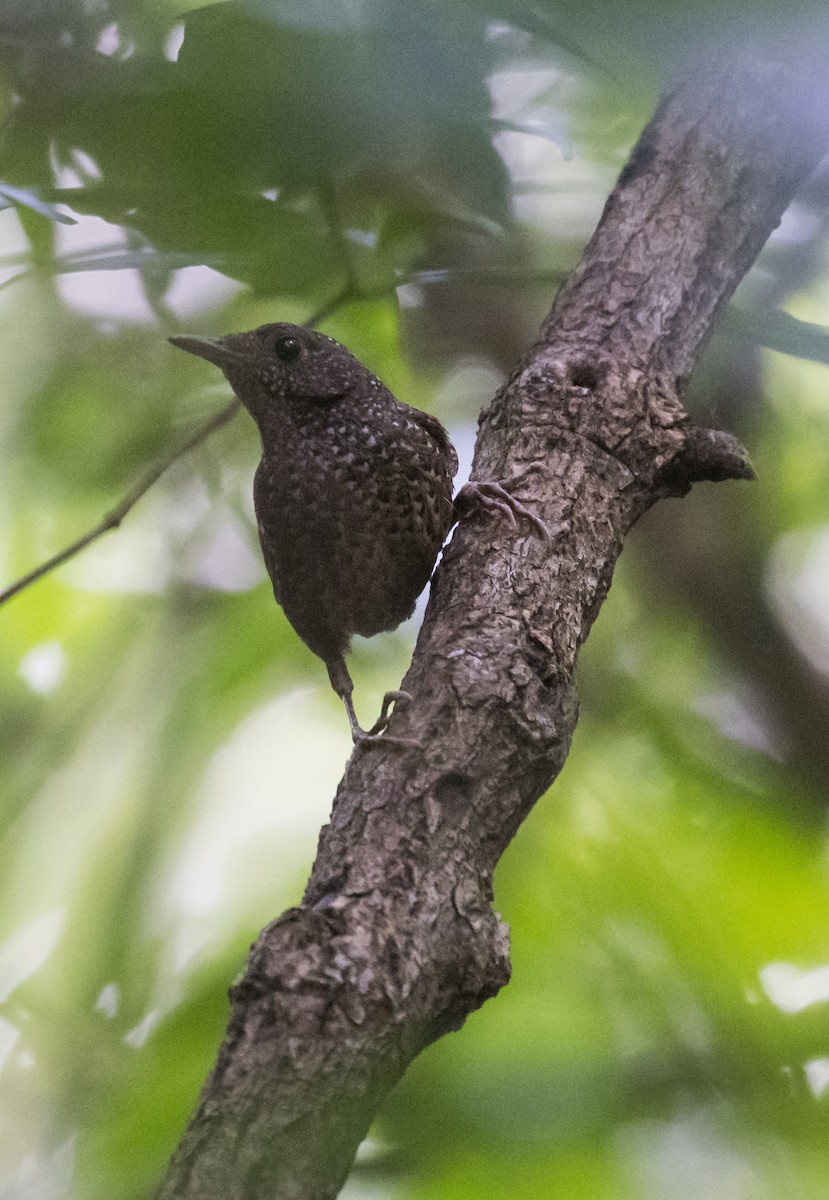 Spotted Elachura - ML655143316
