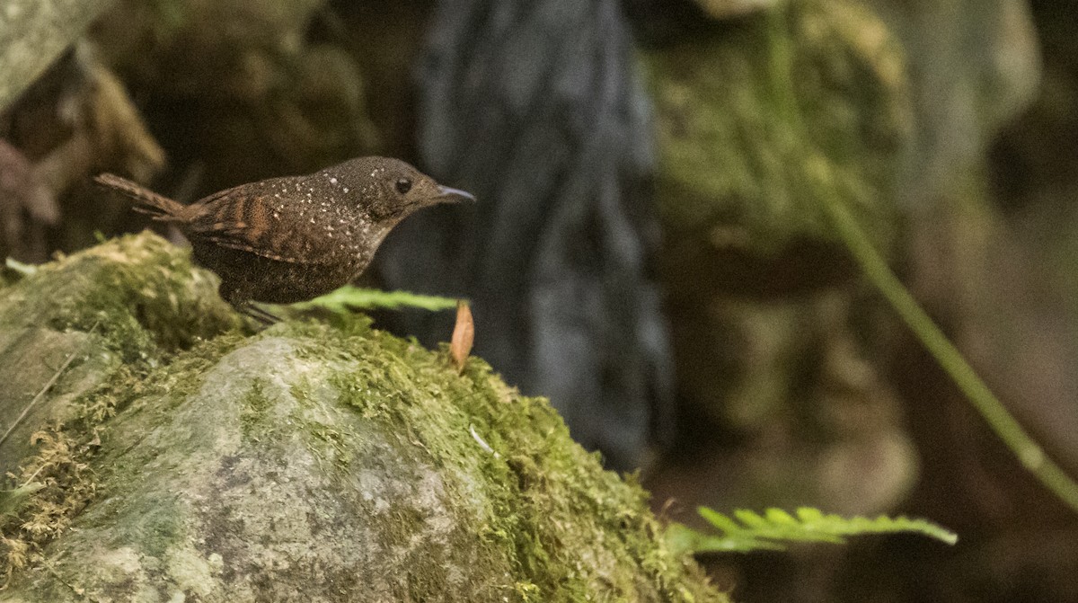 Spotted Elachura - ML655143317
