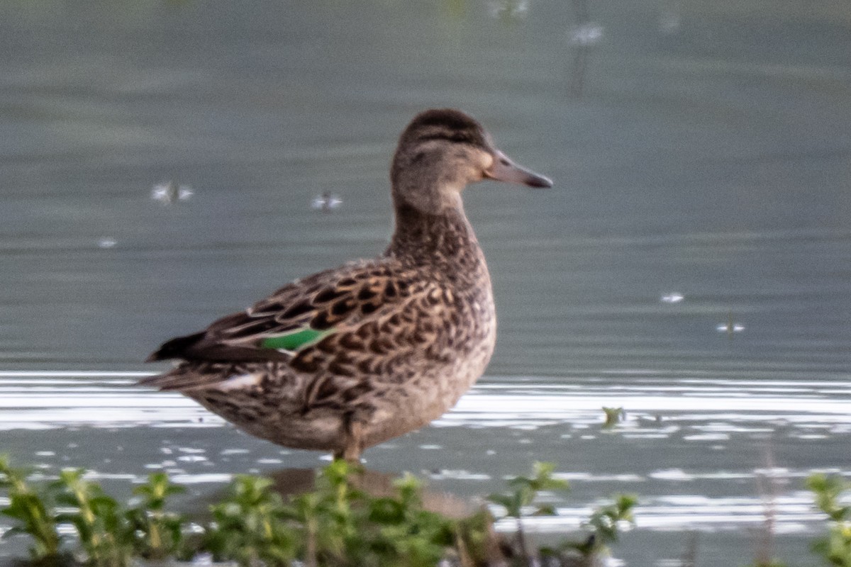 Zertzeta arrunta (amerikarra) - ML655143365