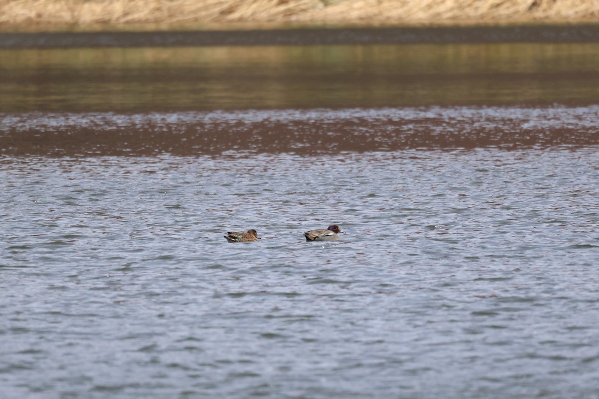 Zertzeta arrunta - ML655143604