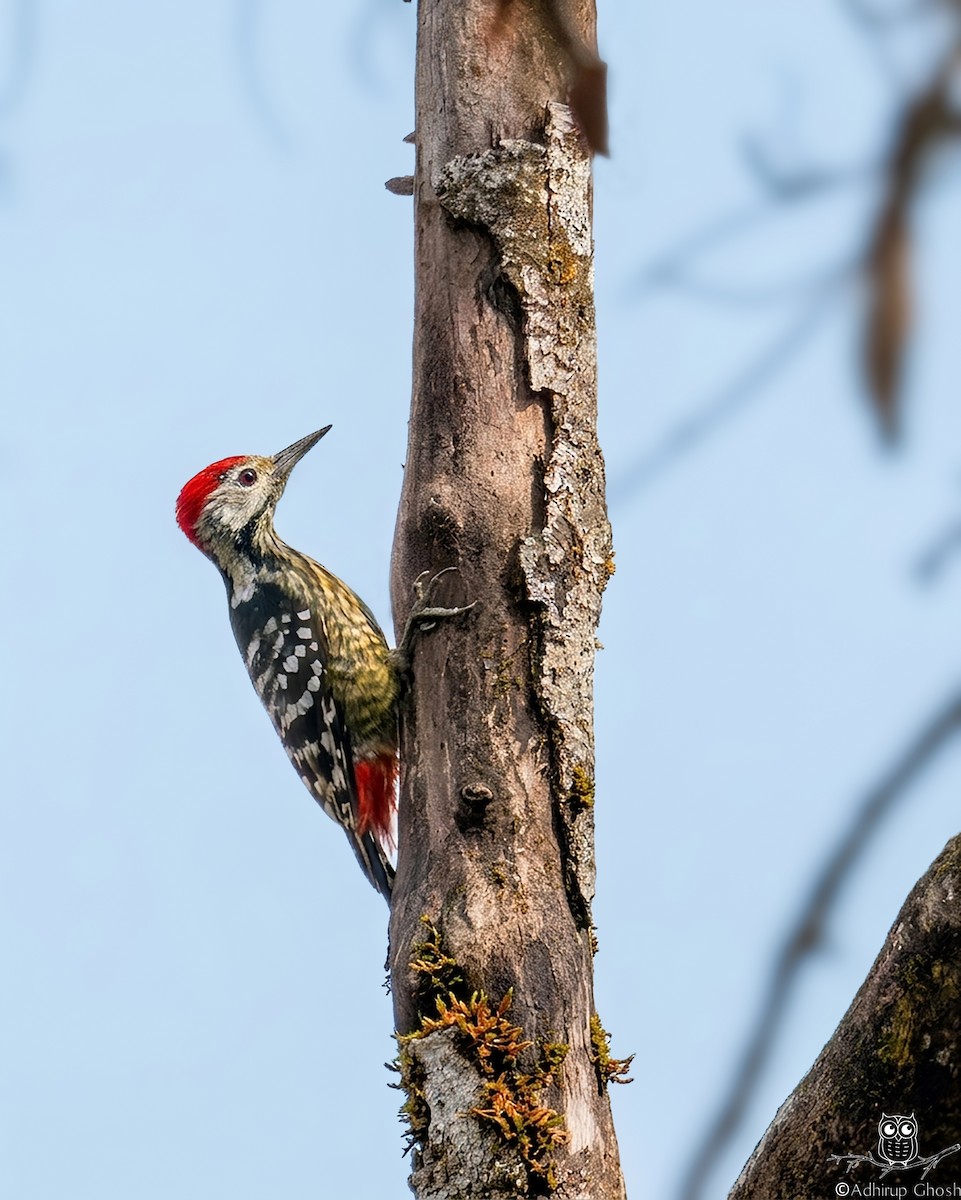Stripe-breasted Woodpecker - ML655144656