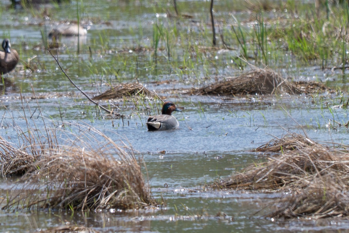 Zertzeta arrunta - ML655144730