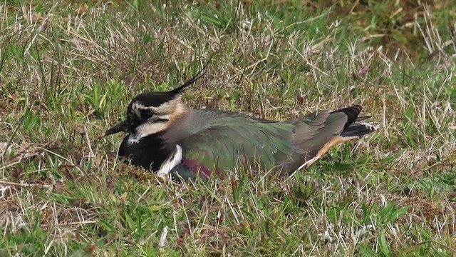 čejka chocholatá - ML655146051