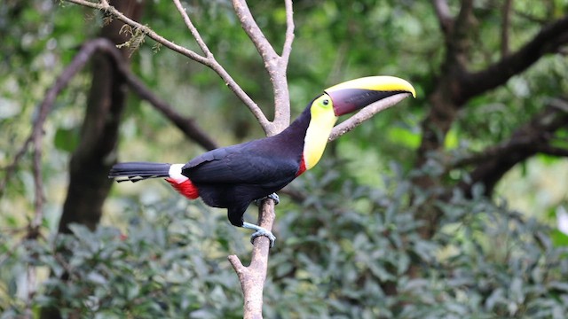 tukan žlutohrdlý - ML655146197