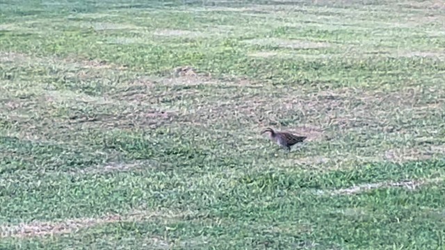 chřástal páskovaný - ML655146408