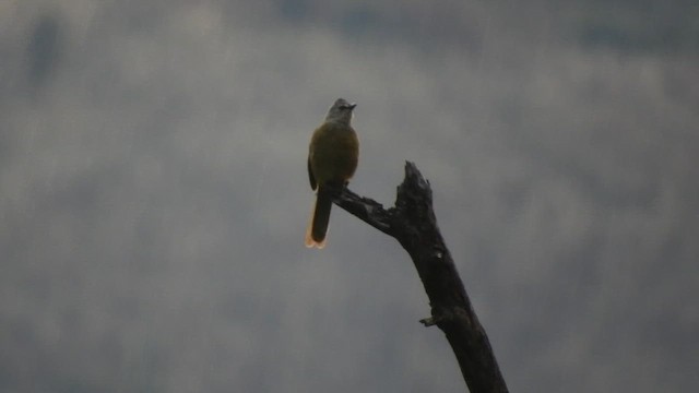 Flavescent Bulbul - ML655146555