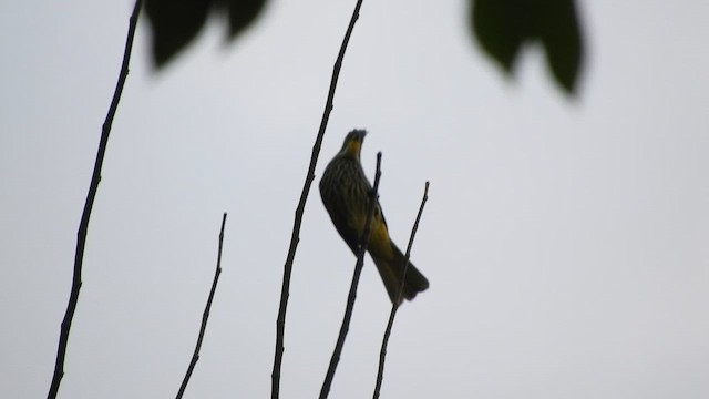 Striated Bulbul - ML655146558