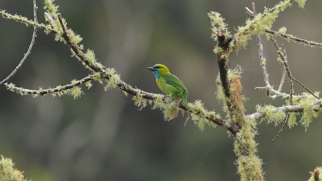 barbet zlatošíjný - ML655146566