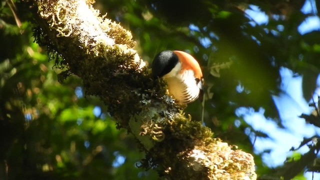 Himalayan Cutia - ML655146586