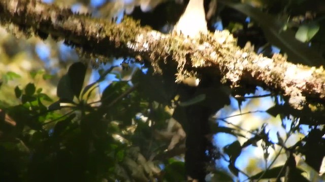 Himalayan Cutia - ML655146587