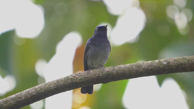 Small Niltava - ML655146603