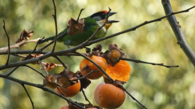 barbet žlutohrdlý - ML655146664