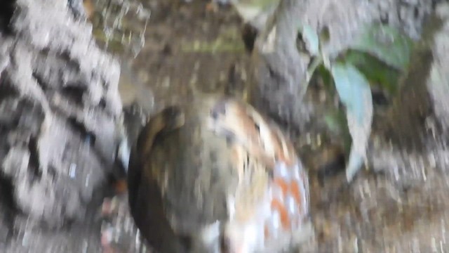 koroptev oranžovohrdlá - ML655146797