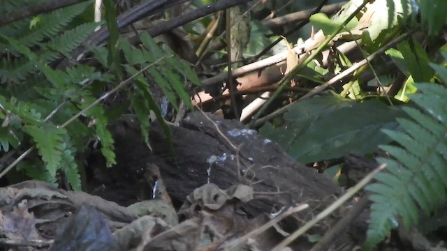 Chestnut-headed Tesia - ML655146936