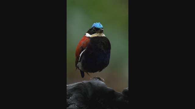 pita modrohlavá - ML655146945