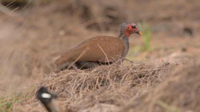 tabon filipínský - ML655147004