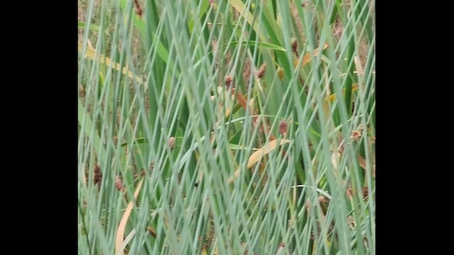 rákosník australský - ML655147009