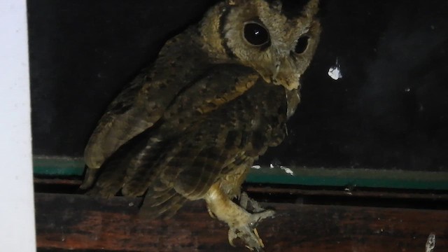 výreček indomalajský - ML655147010