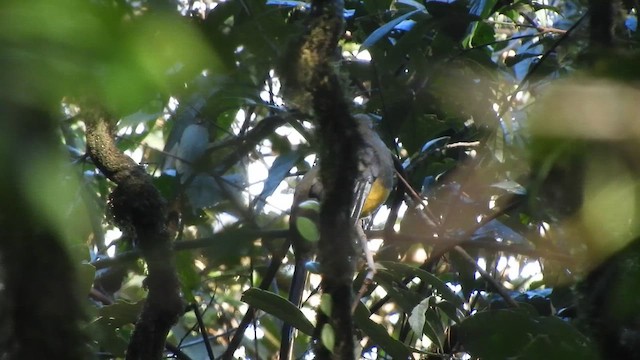 trogon růžovoocasý - ML655147122