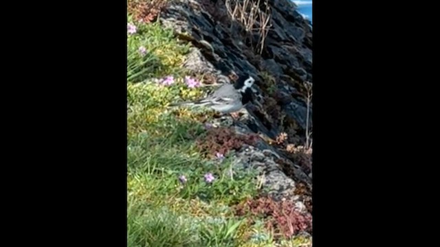 konipas bílý (ssp. alba/dukhunensis) - ML655147188