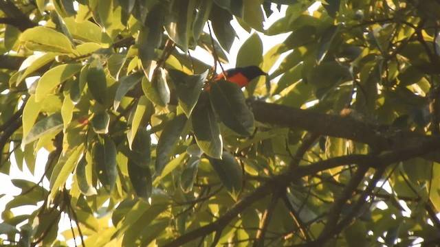 Scarlet Minivet - ML655147220